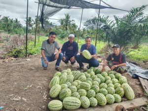 Kelompok Tani Mandiri Berhasil Panen Semangka